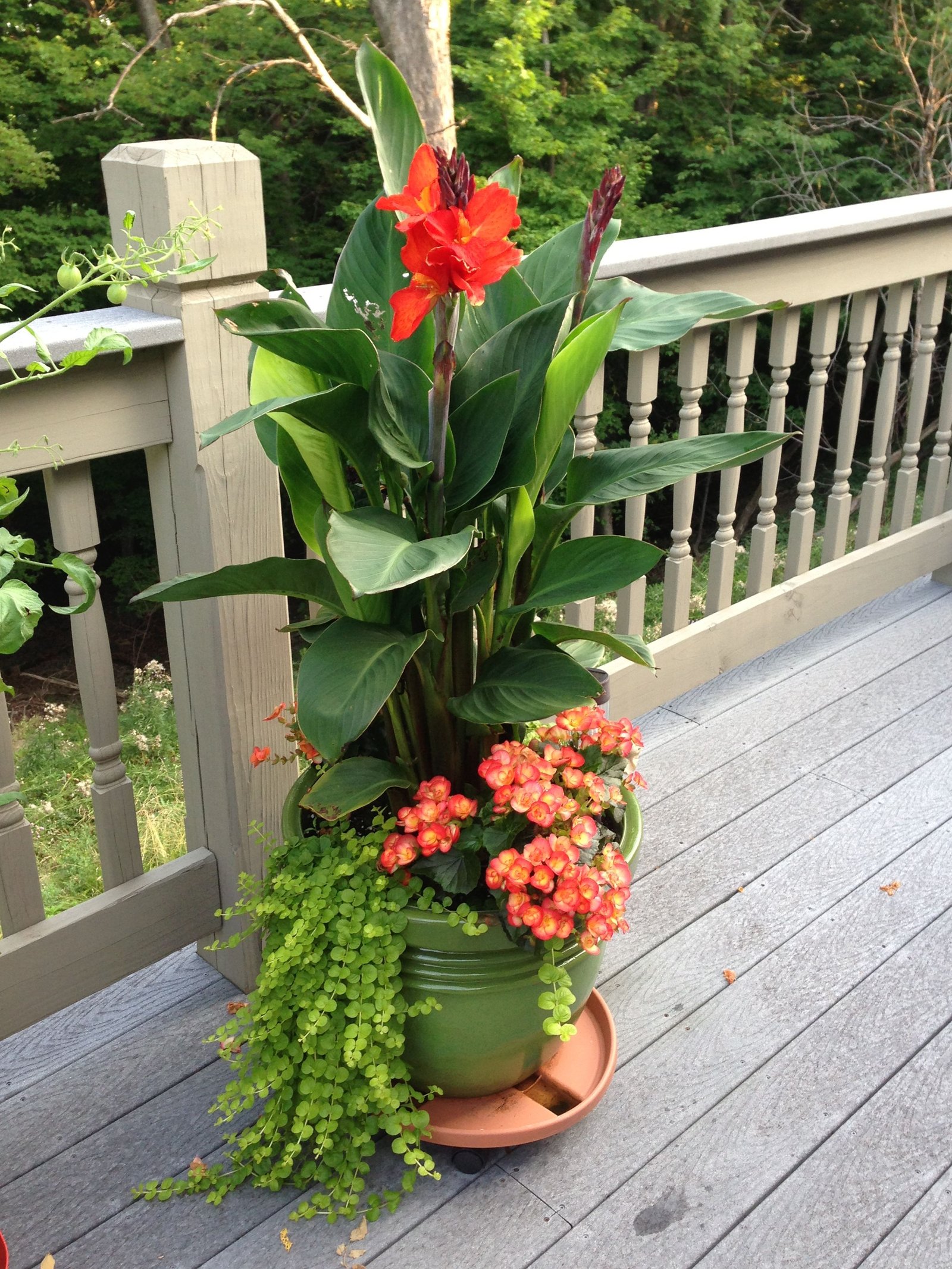 cana lilly, creeping jenny & begonias with full sun make a lovely pot