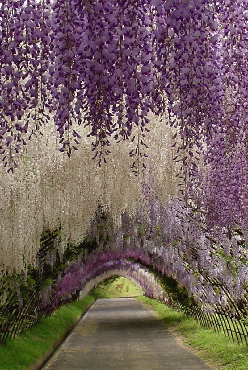 the wisteria tunnel at kawachi fuji gardens, in kitakyushu, japan