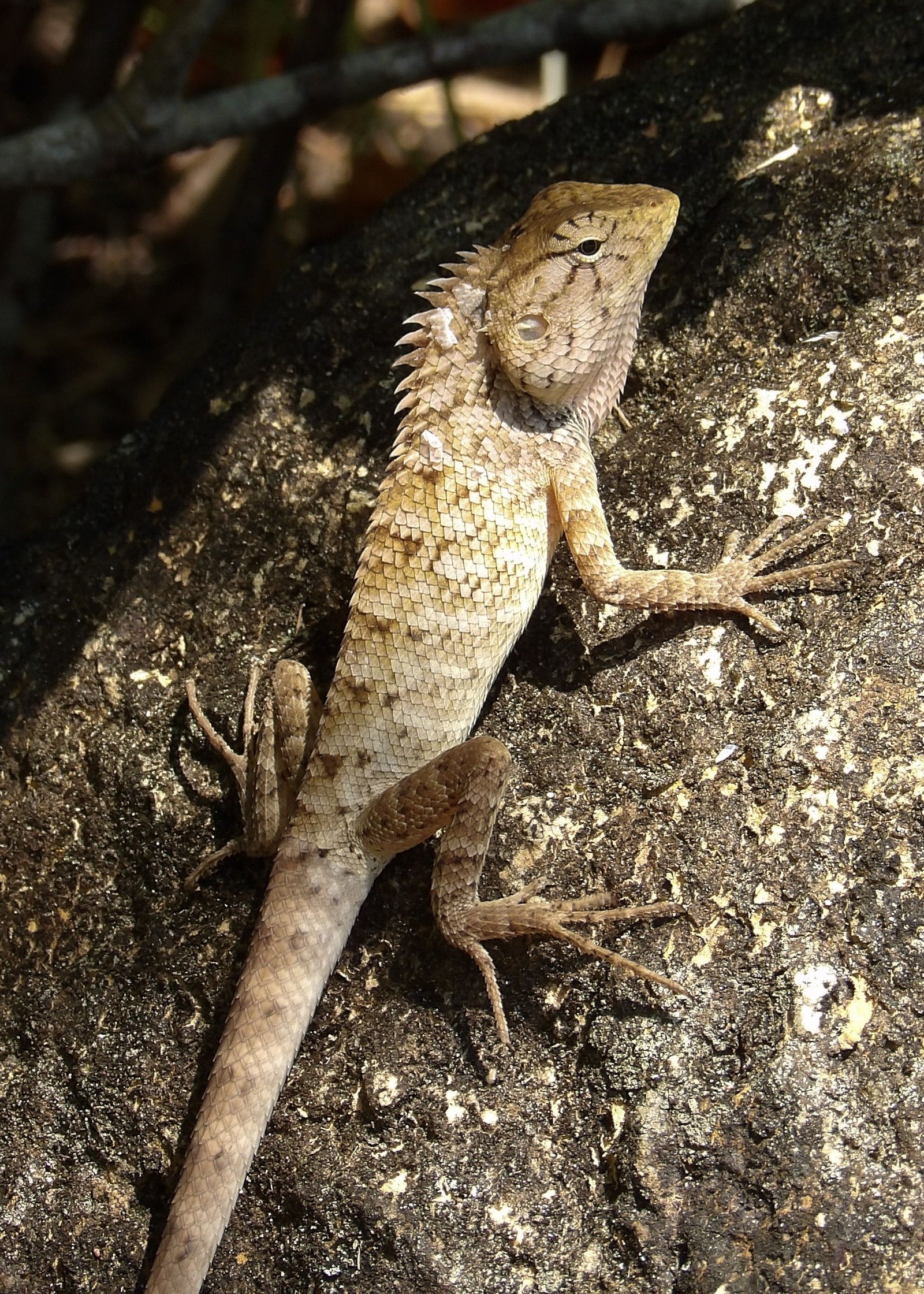 agame arlequin - calotes versicolor - agama oriental garden