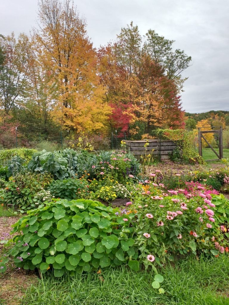autumn garden cleanup: how to prepare for winter | autumn gardening