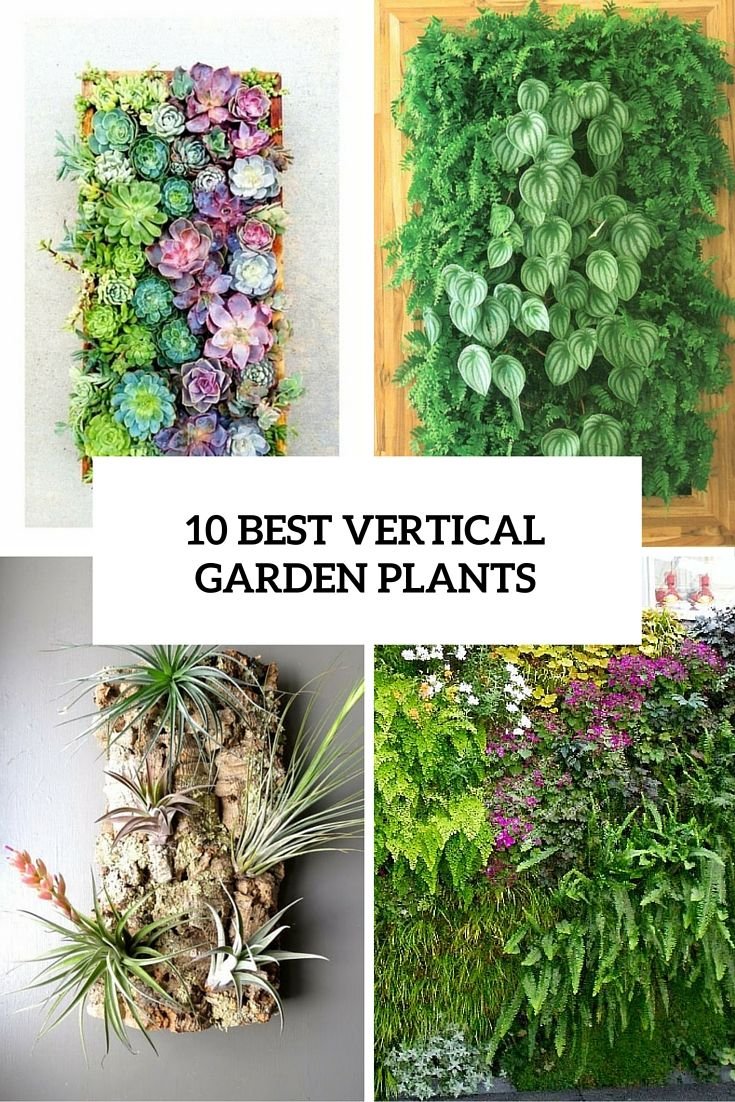 10 best vertical garden plants cover | balcony ideas | vertical