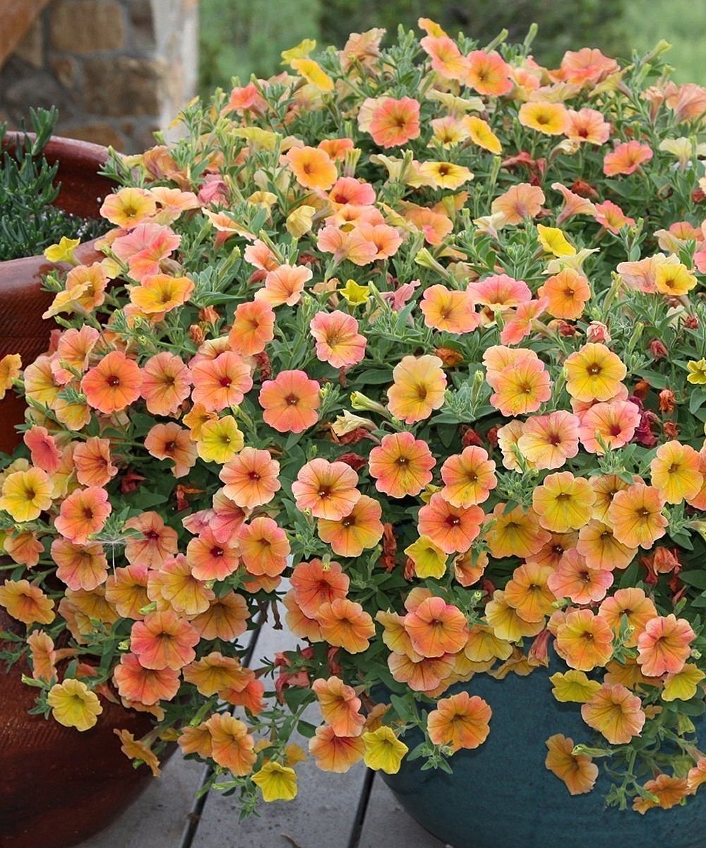 indian summer' petunia - set of four | products | home garden plants