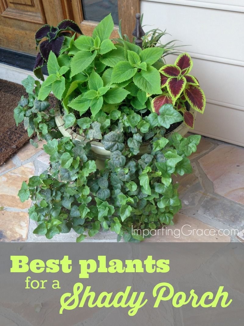 best plants for a shady porch | 10 creative christian mom bloggers