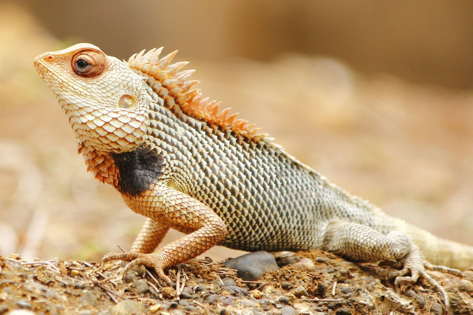 oriental garden lizard | animals, reptiles, old things