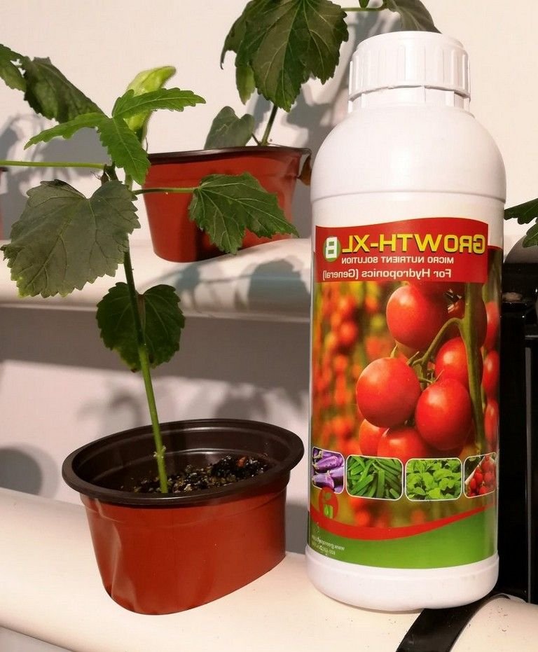 08+ How to innovative get bigger hydroponic tomatoes ...