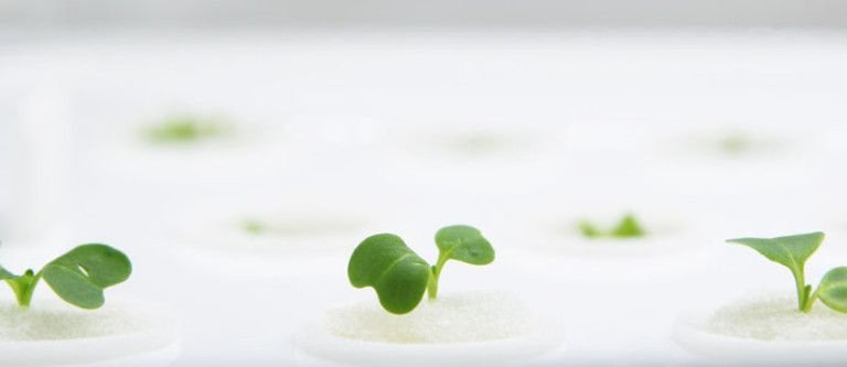A Countertop Hydroponic Garden Makes It Easy To Grow Your ...