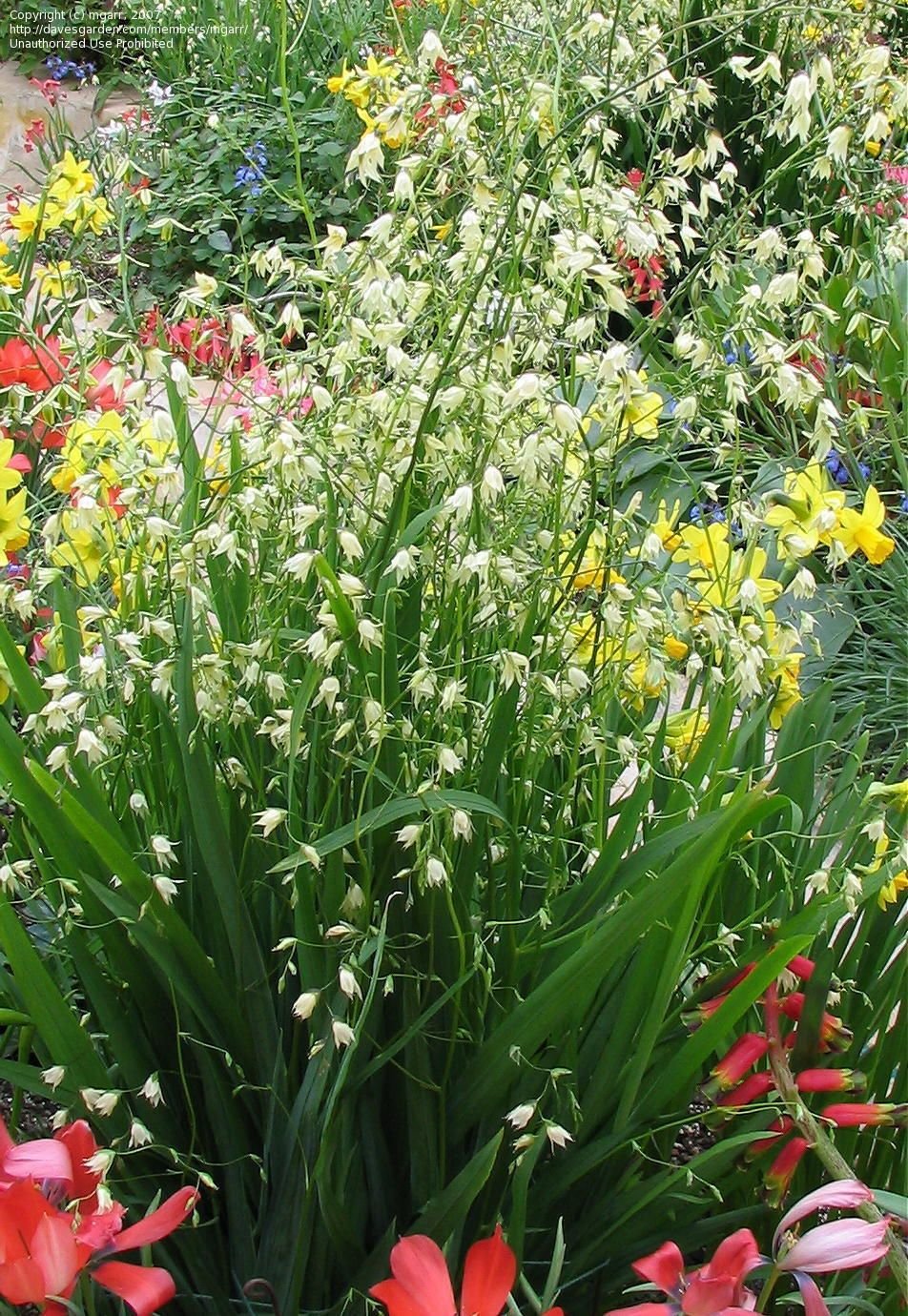 melasphaerula ramosa. as they age, flowers change colour from pale