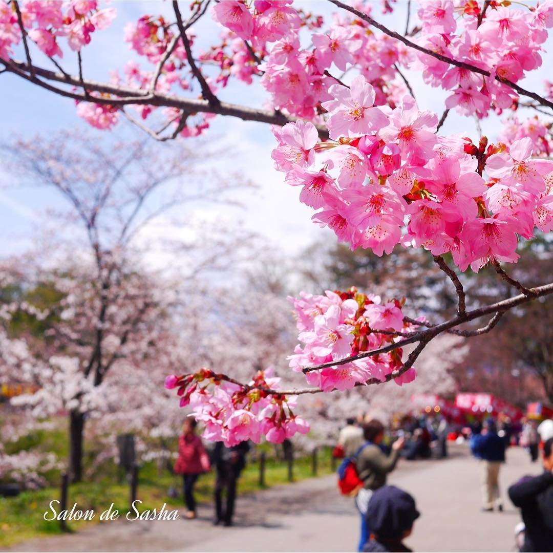 10 beautiful japanese flowers and their meanings | tsunagu japan