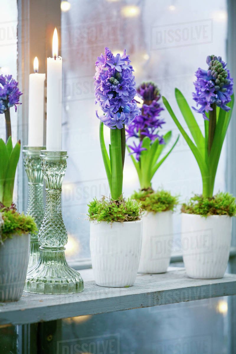 flowers in small pots stock photo