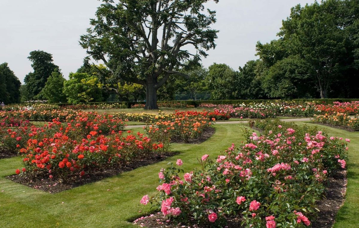 the rose garden - greenwich park - the royal parks