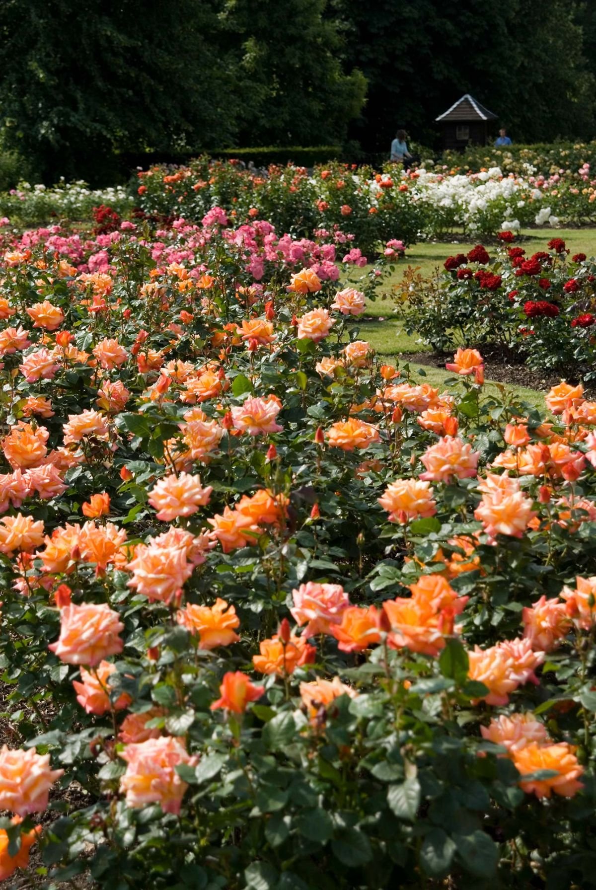 the rose garden - greenwich park - the royal parks