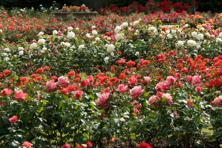 gardens and landscapes - greenwich park - the royal parks