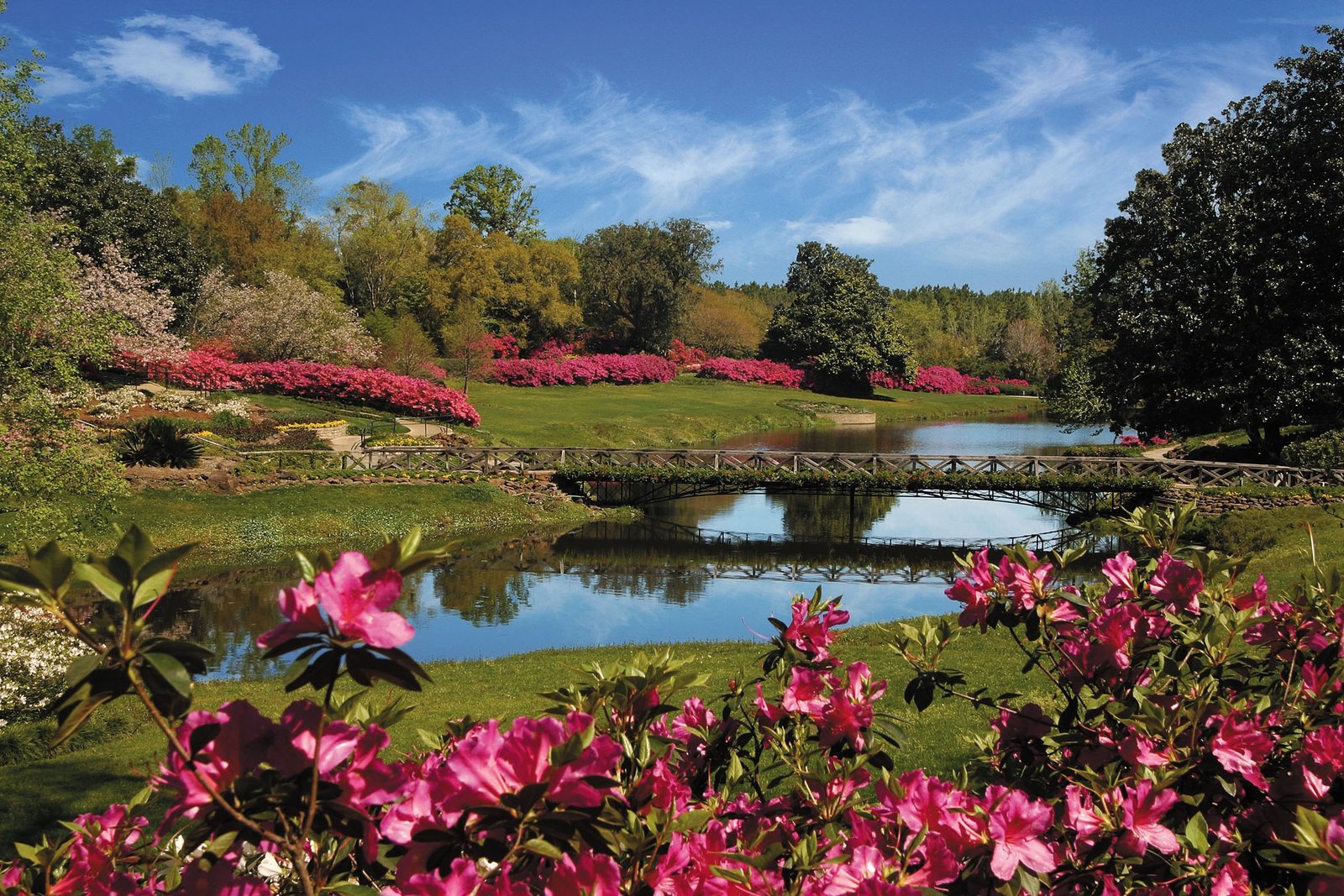 azalea bloom out at bellingrath gardens and home - theodore