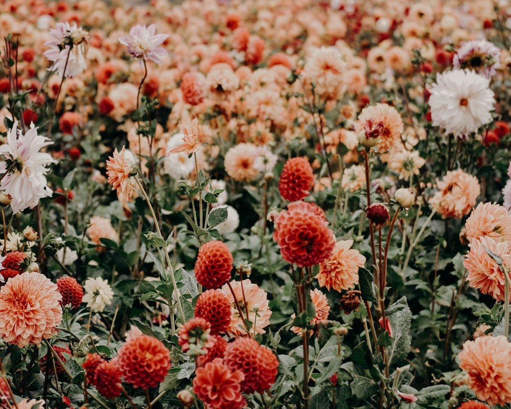 best 100+ floral pictures | download free images on unsplash