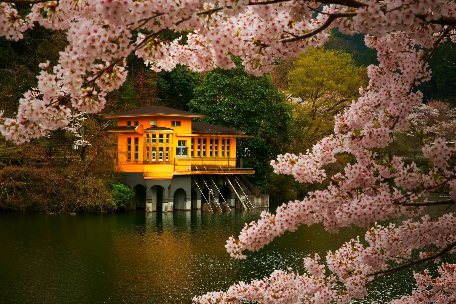 wallpaper : japan, trees, landscape, flowers, garden, lake, nature