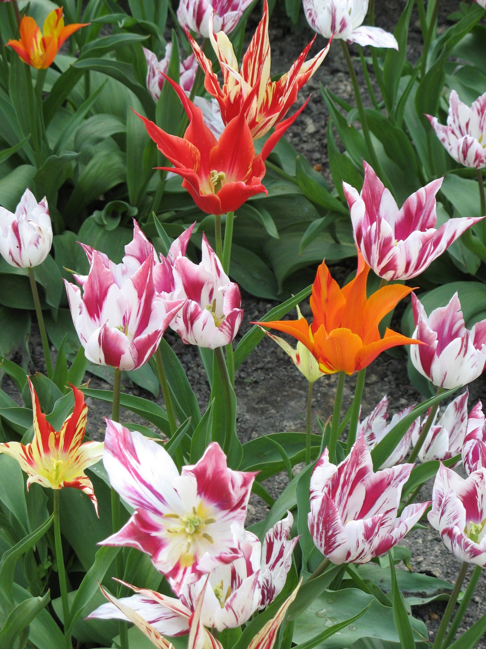 free images : nature, flower, petal, tulip, spring, botany, garden