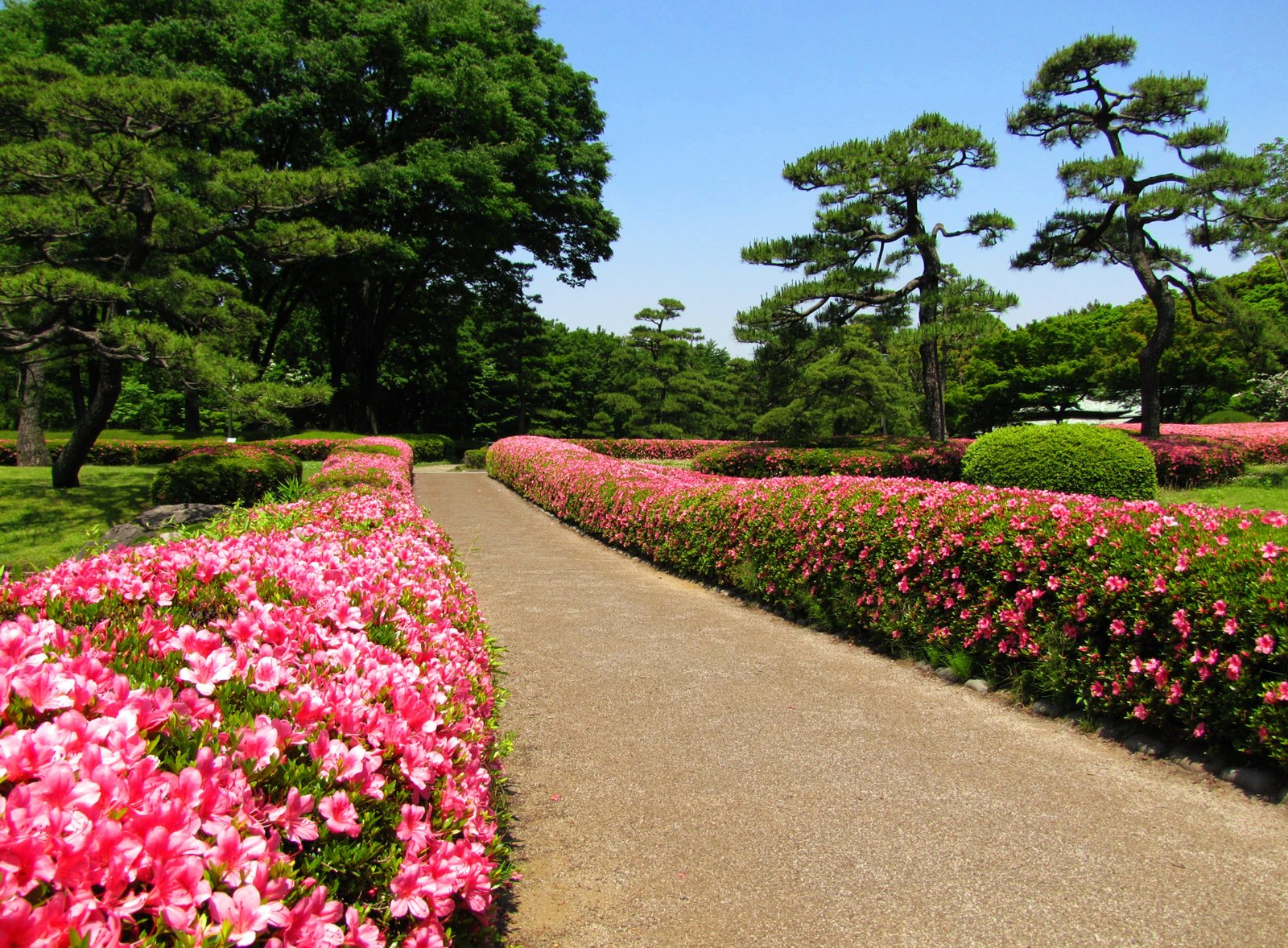 free stock photo of beautiful flowers, bushes, flower garden