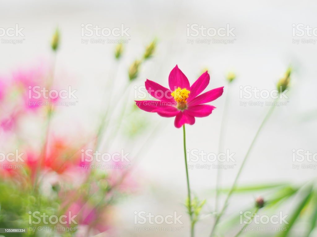 red mexican aster or cosmos flower with the scientific name cosmos