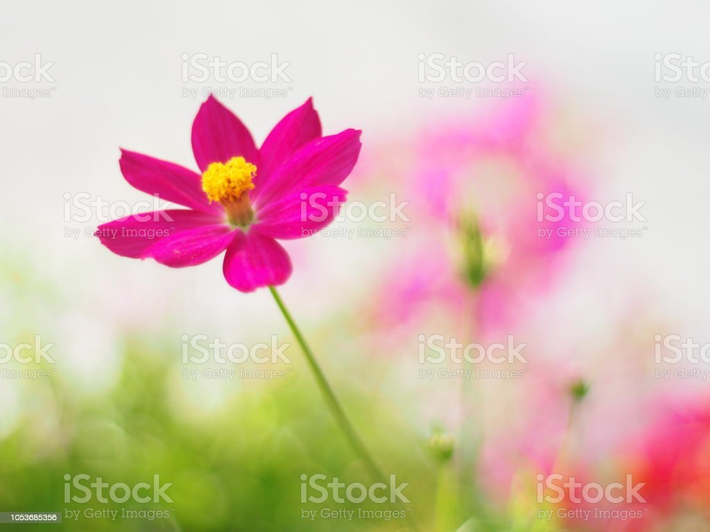 mexikanische aster rot oder kosmos blume mit dem wissenschaftlichen
