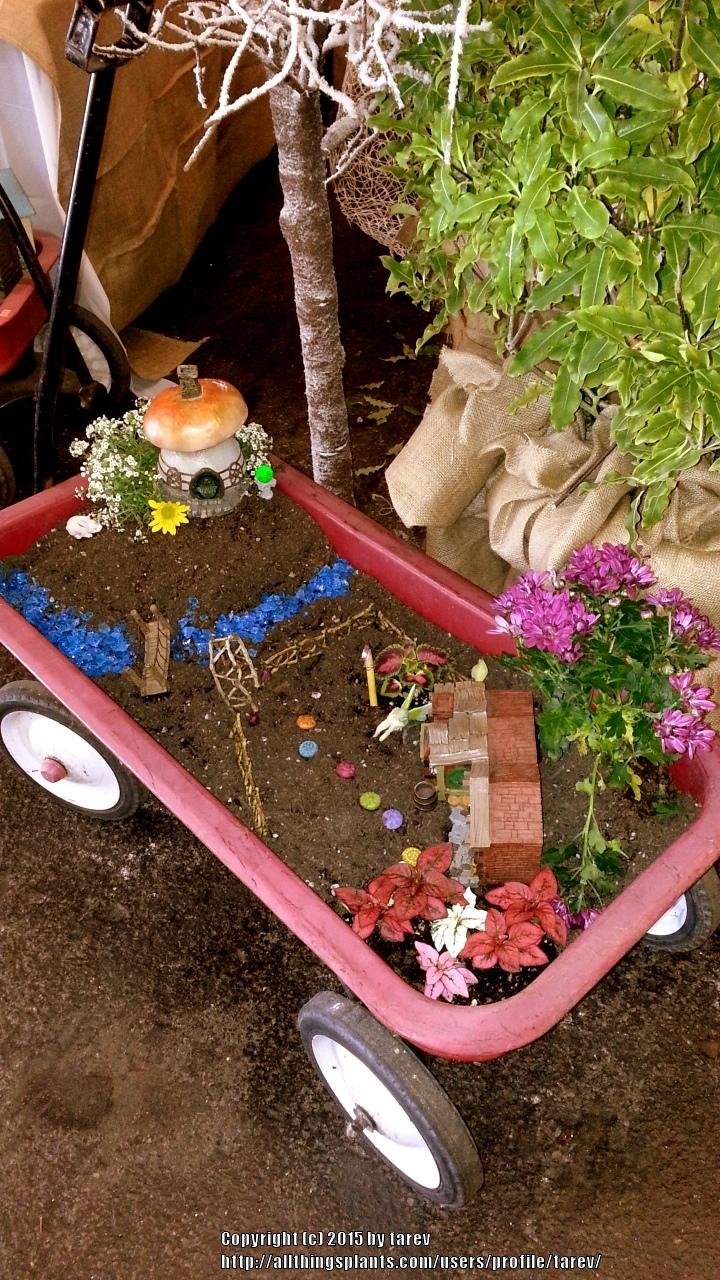 miniature gardening forum: miniature gardens at the 2015 san