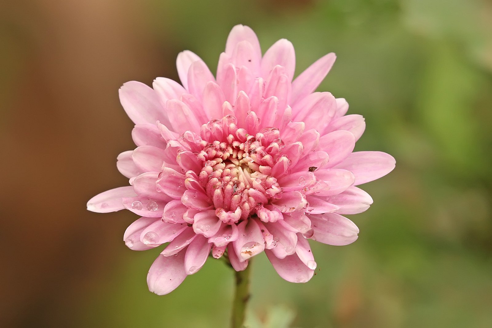 flower names in hindi and english फूलों के नाम list of flowers