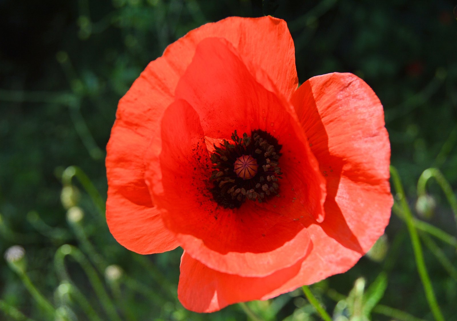flower names in hindi and english फूलों के नाम list of flowers