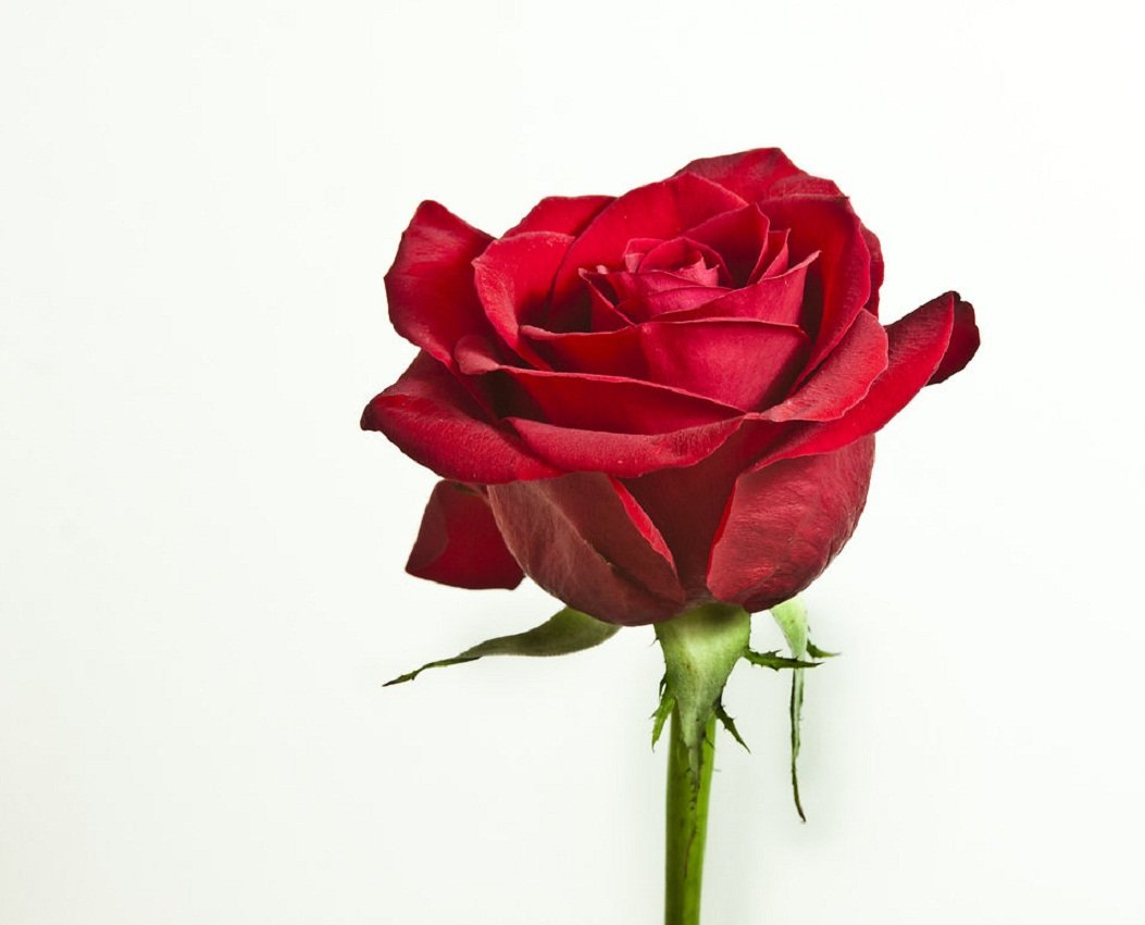 flower names in hindi and english फूलों के नाम list of flowers