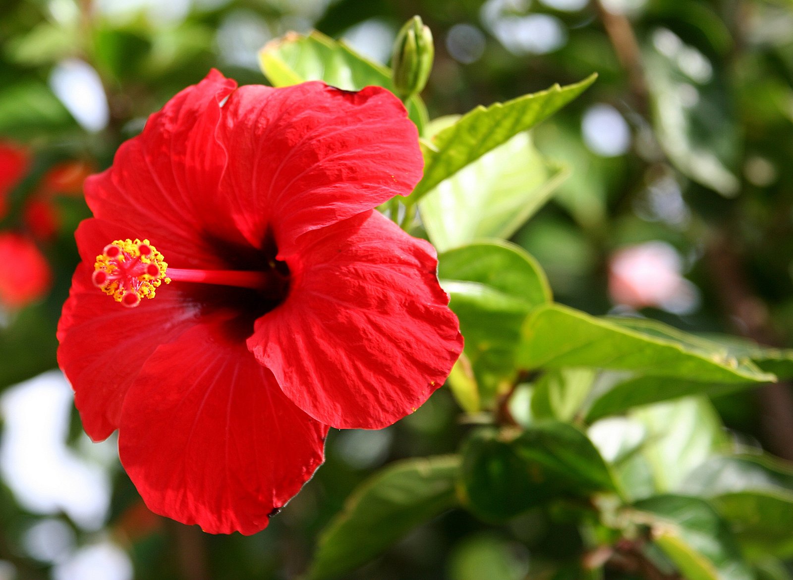 flower names in hindi and english फूलों के नाम list of flowers