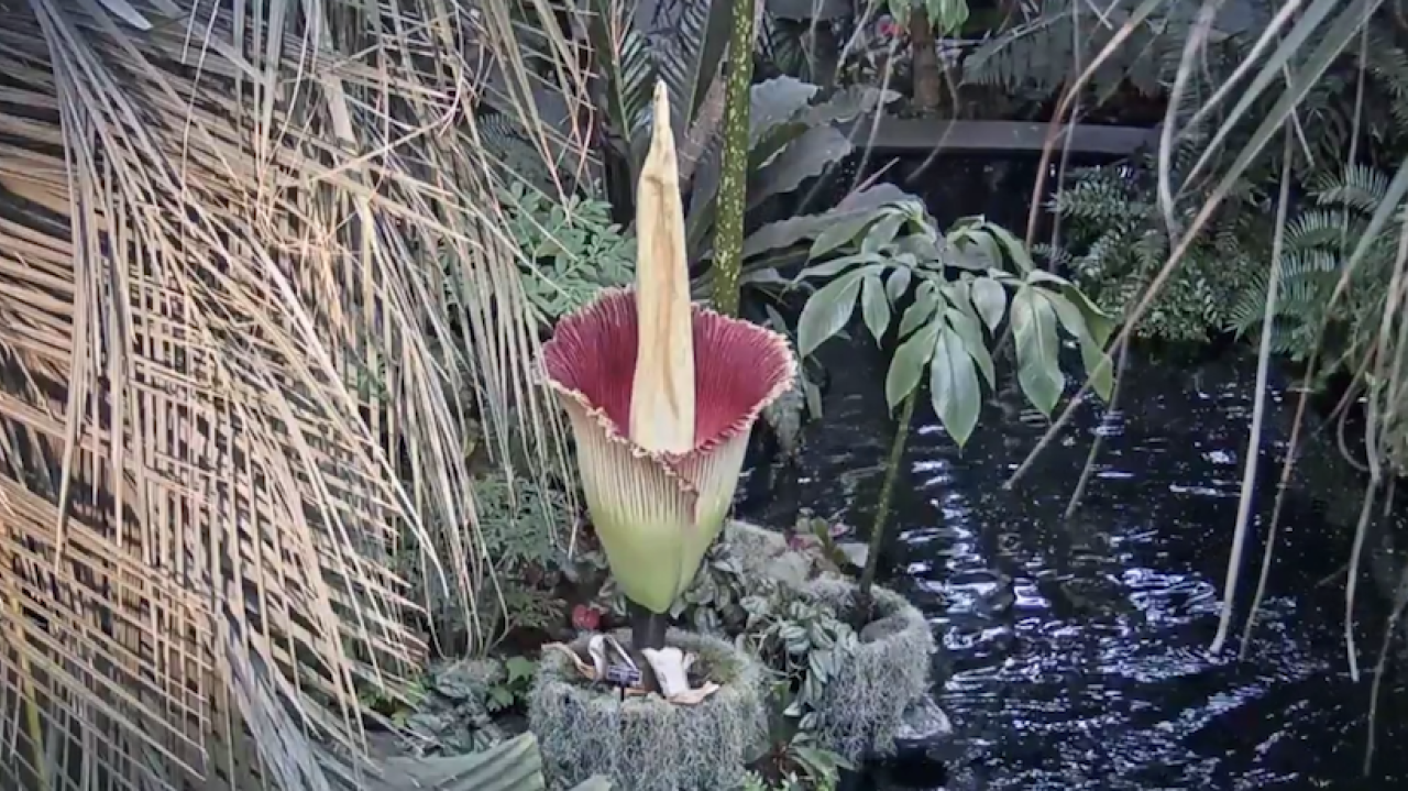 corpse flower blooms at the new york botanical garden | am new york