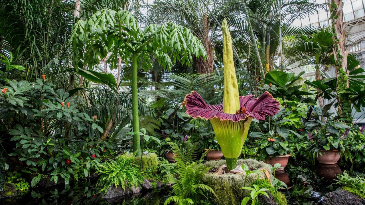 corpse flower at new york botanical garden blooms | am new york