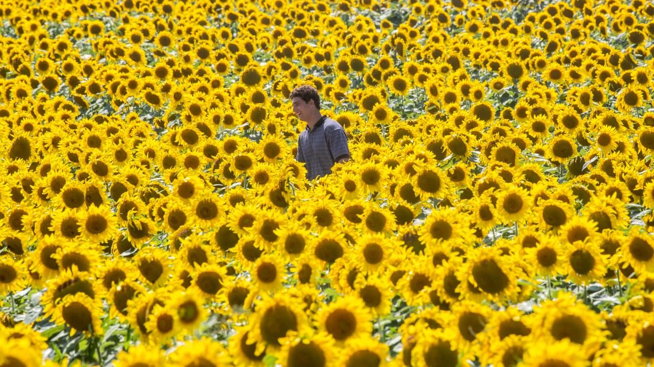 eye-catching sunflower maze blooms in mattituck | newsday