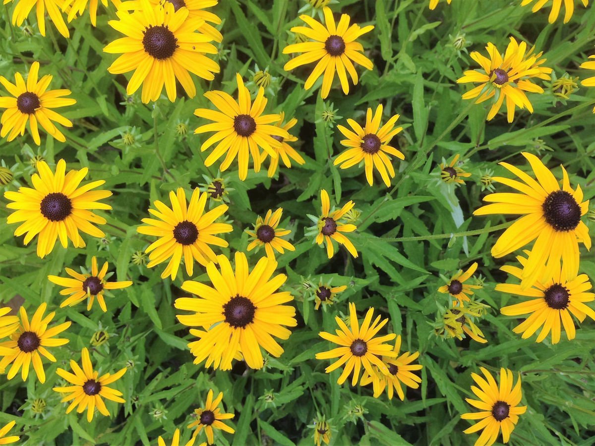 10 tough flowering perennials that stand the test of time | features