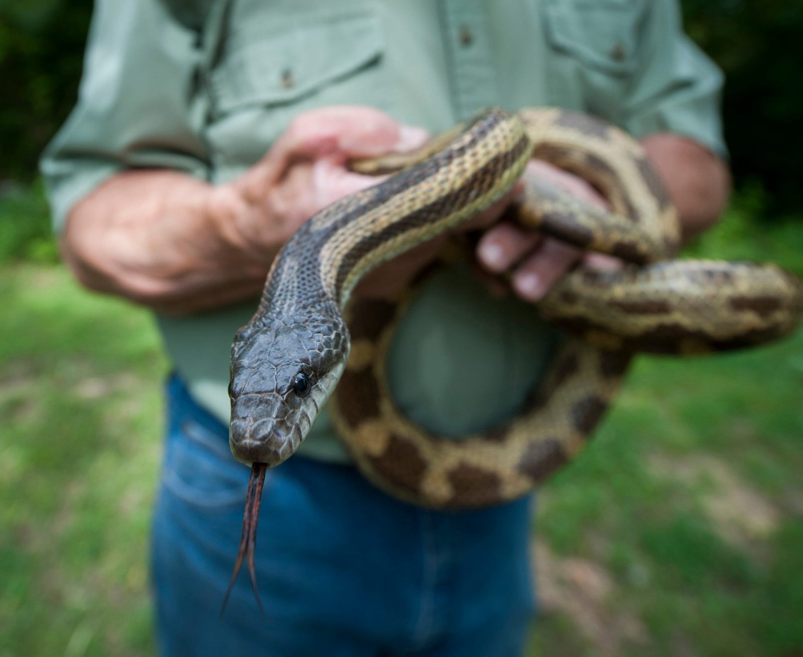 snakes of mississippi: don't fret about these four