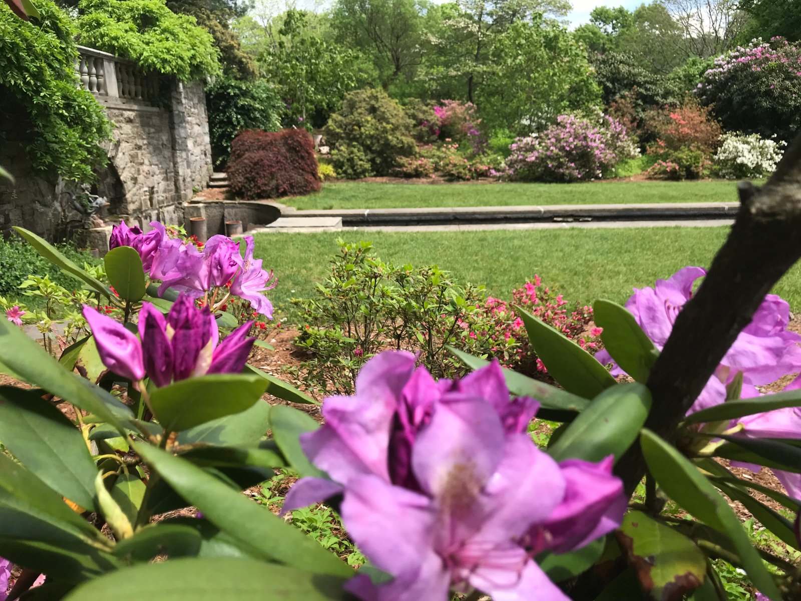 video: new jersey botanical garden's colorful azaleas bloom