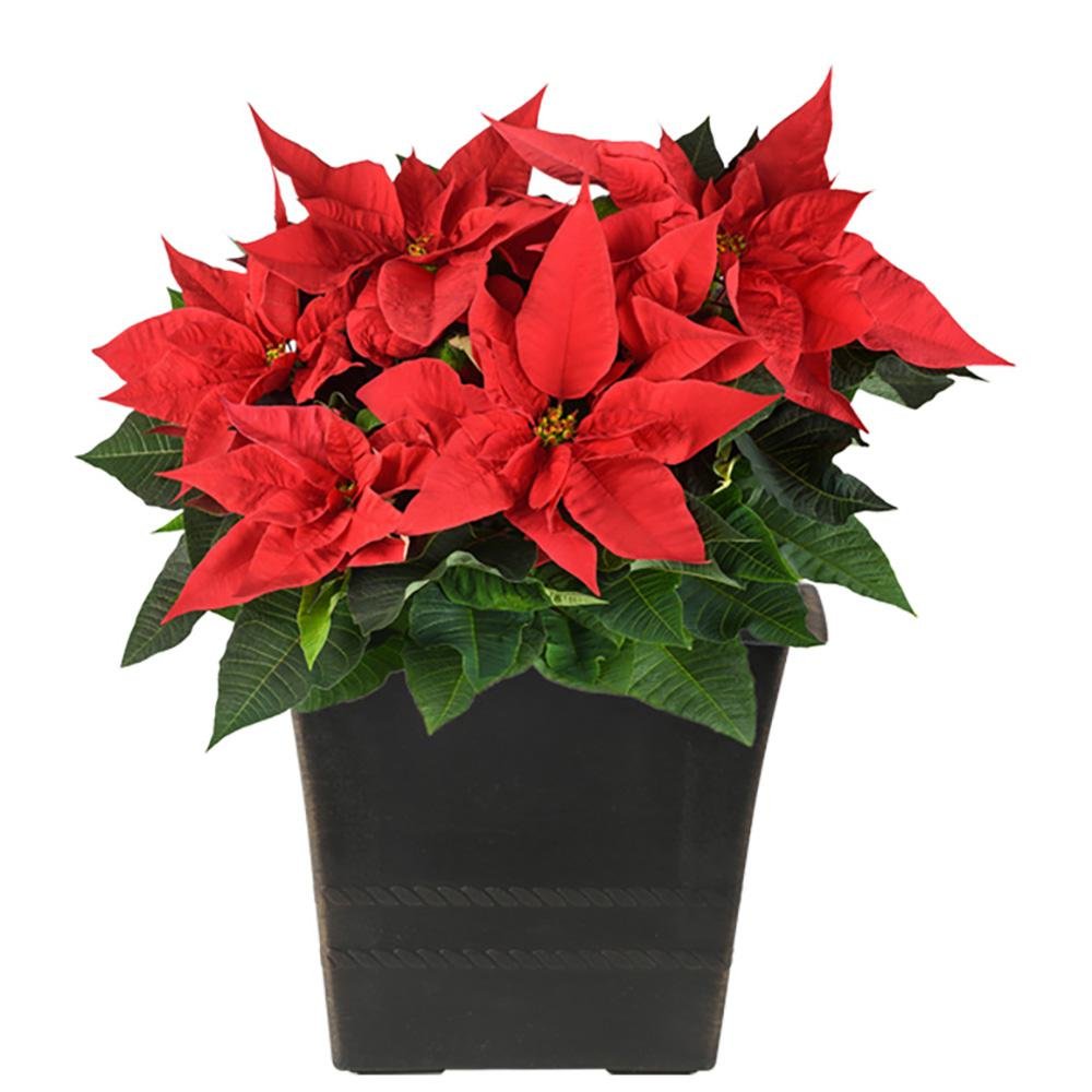 costa farms 2 qt. fresh poinsettia in decor upgrade pot (live)