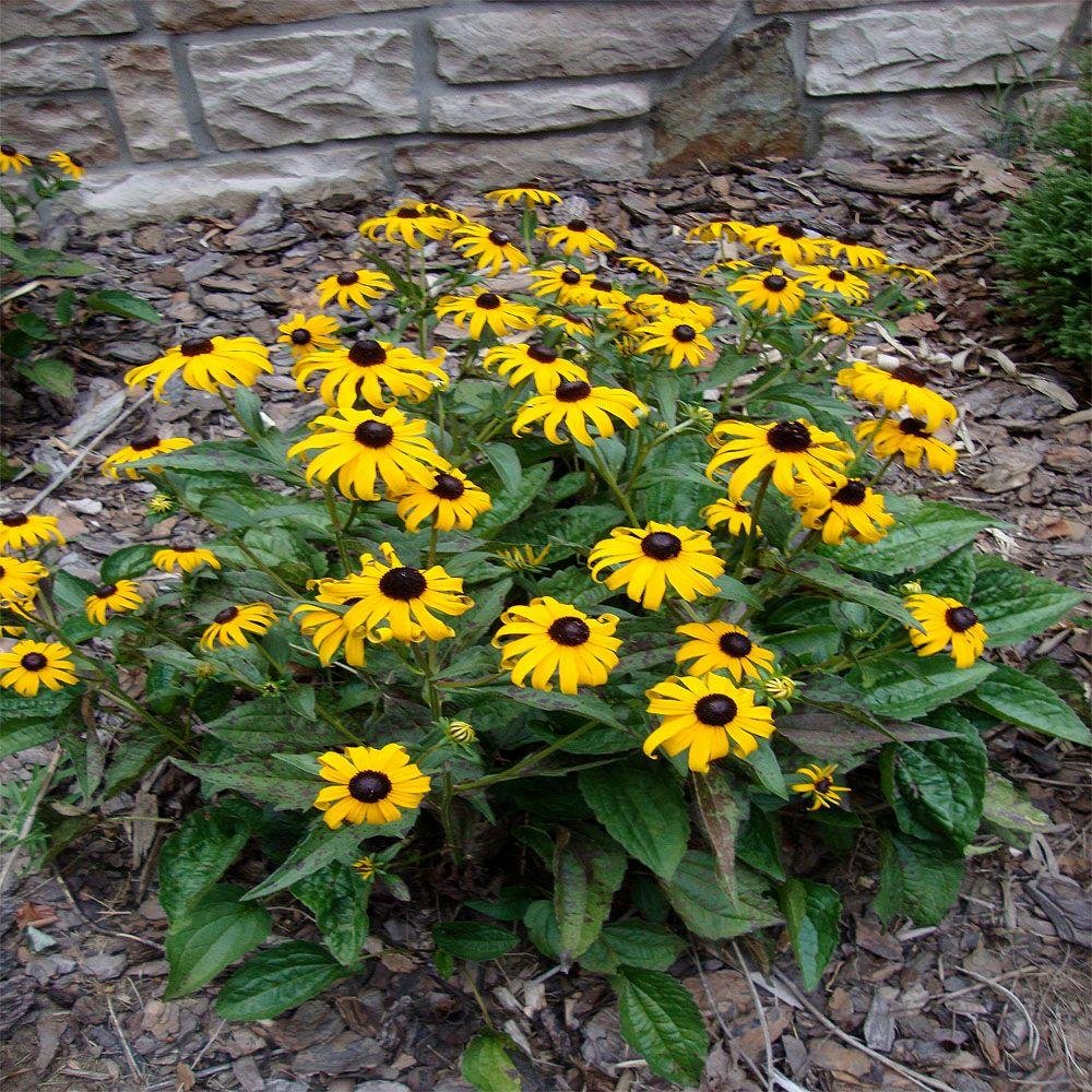 1 gal. black-eyed susan plant
