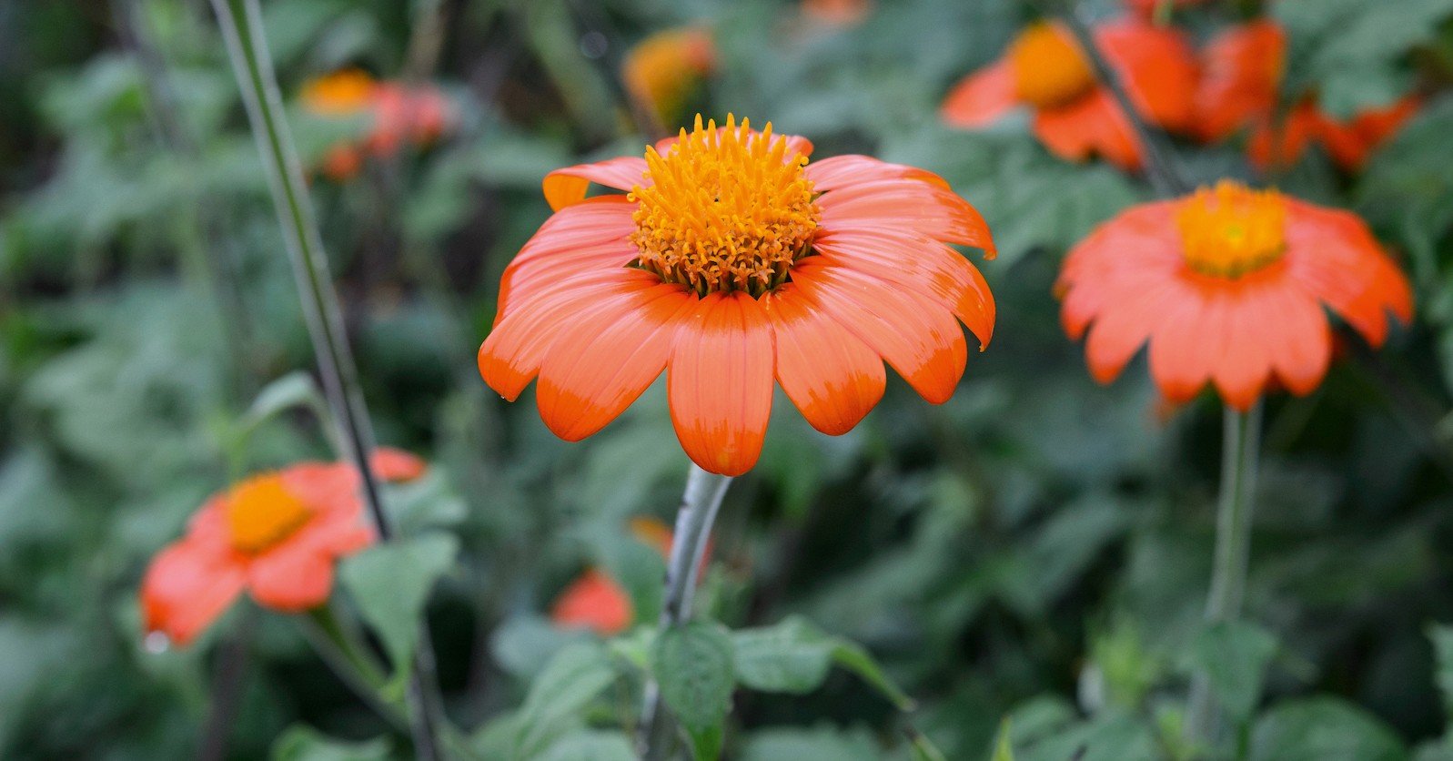 flowers for august to plant this month - gardens illustrated