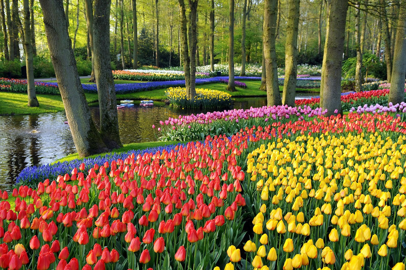19 new garden flower malang