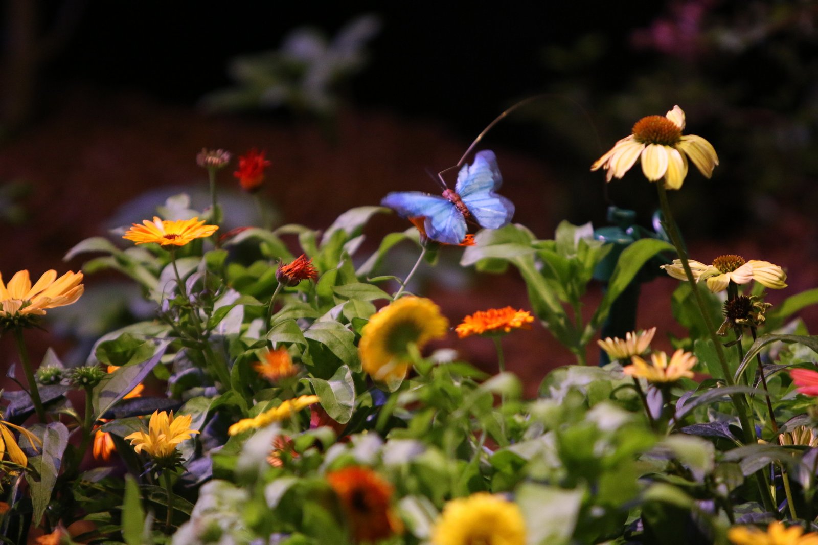 new england flower & garden shows get jump on spring - hartford courant