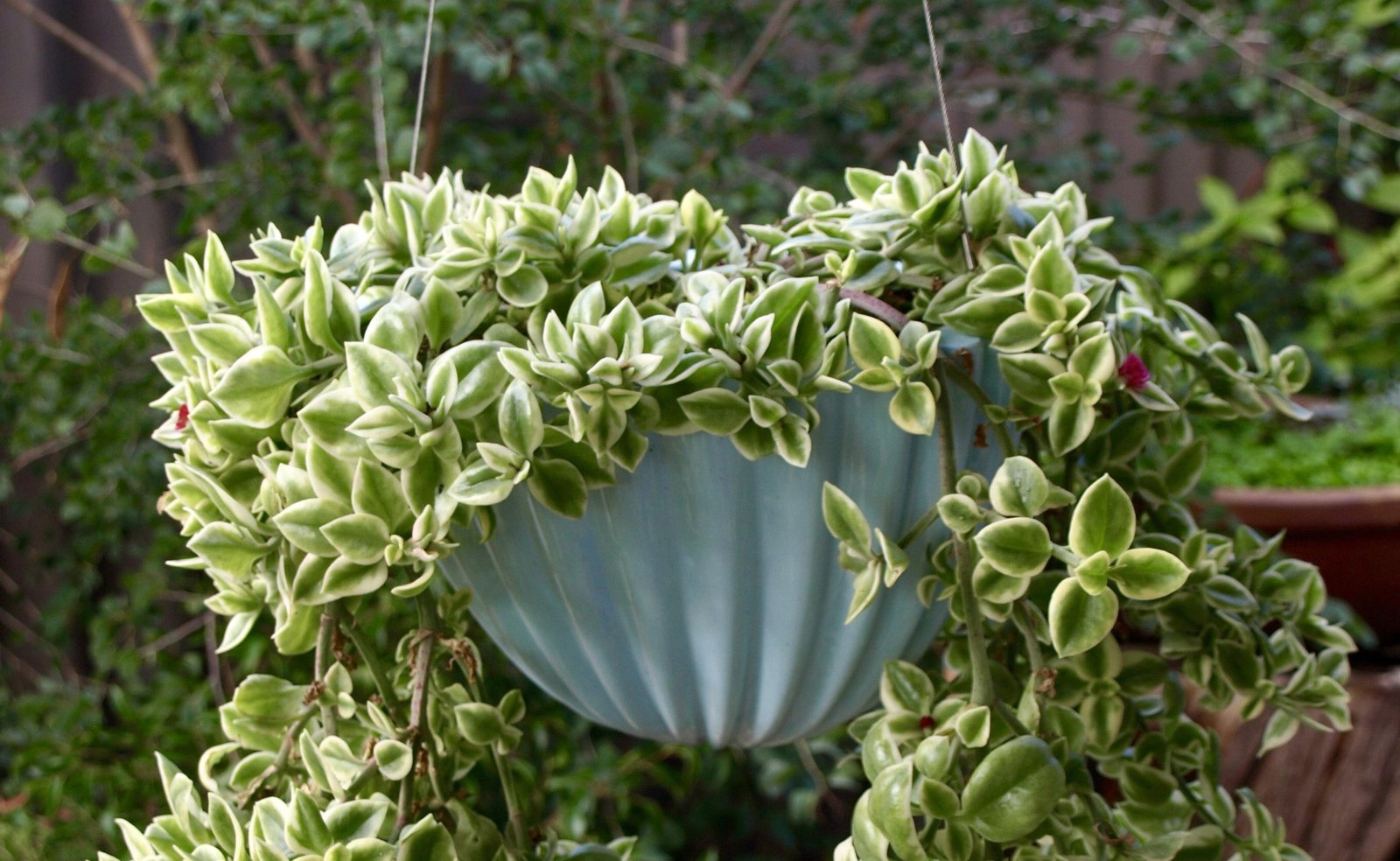 the best plants for hanging pots | the west australian