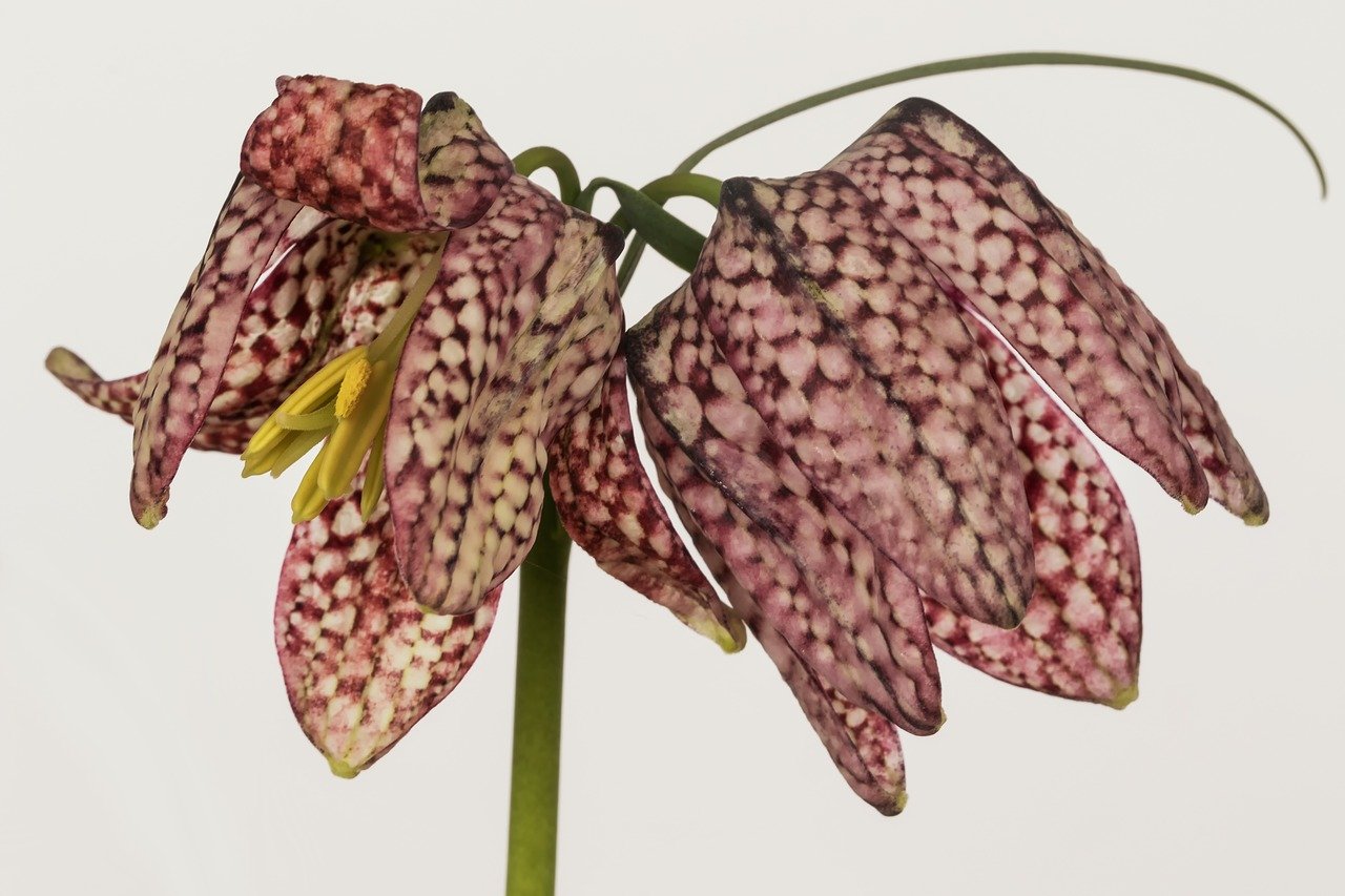 nature,flowers,texture,fritillaria meleagris,garden flowers - free