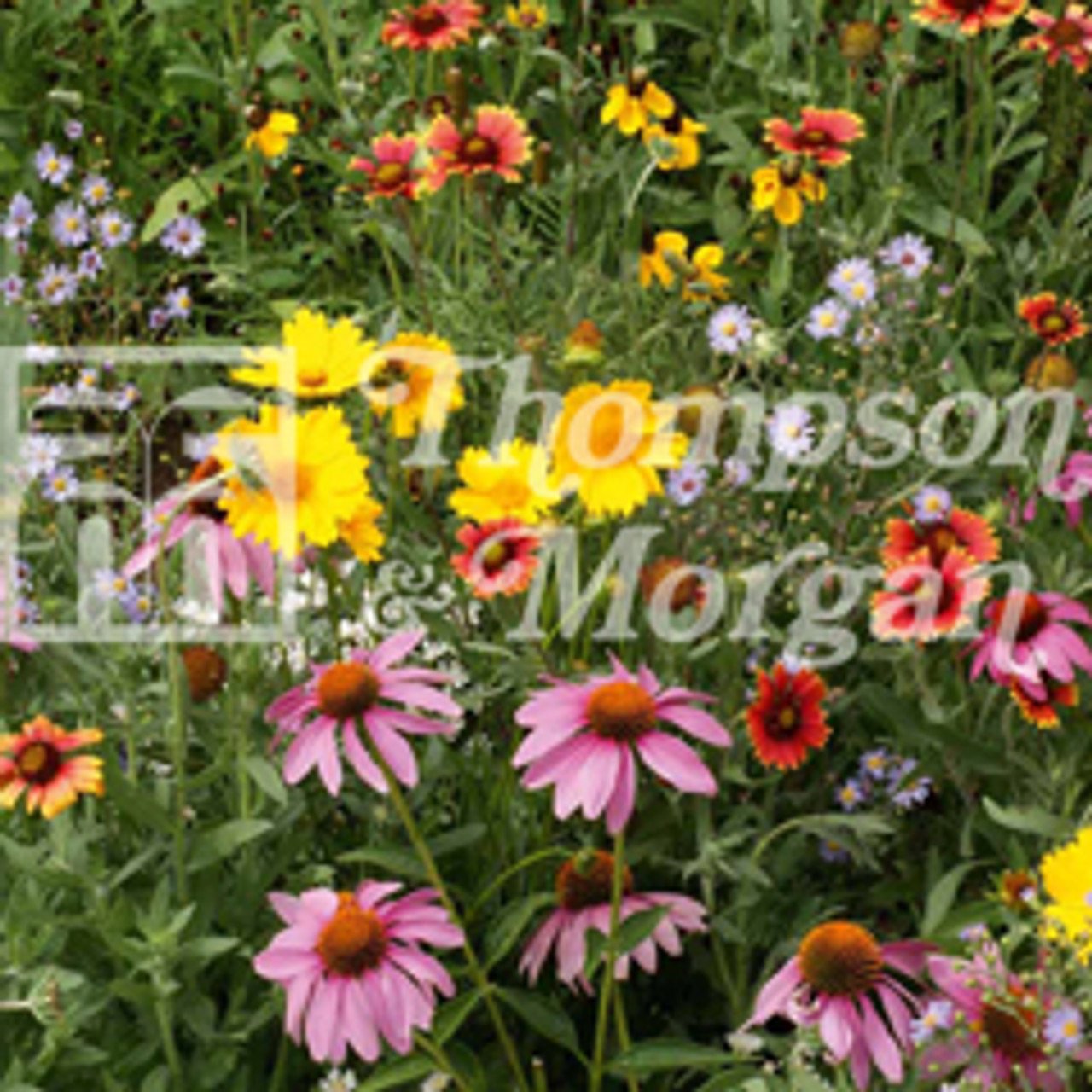 wild flower honey bee flower mix