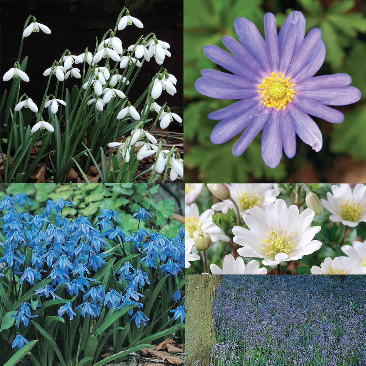 woodland collection 400 bulbs (ab371)