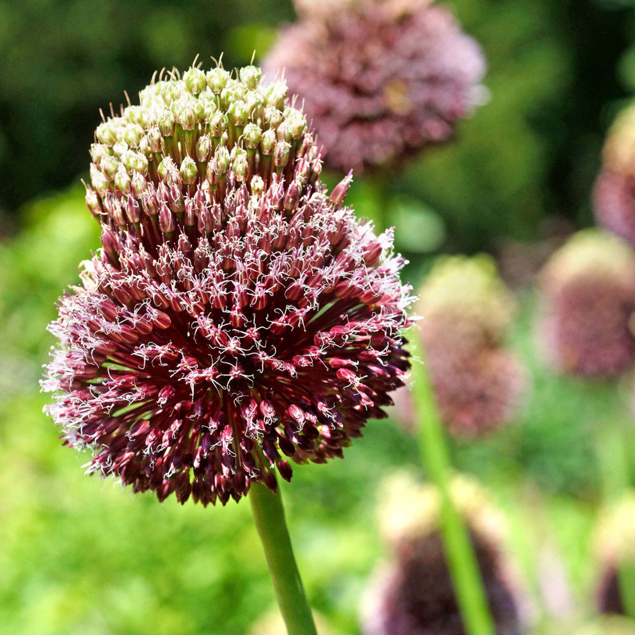 allium red mohican