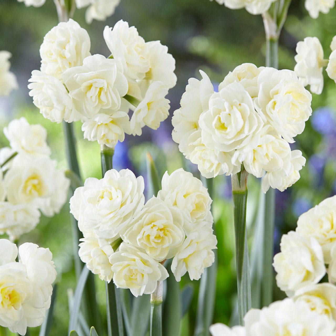 narcissus erlicheer