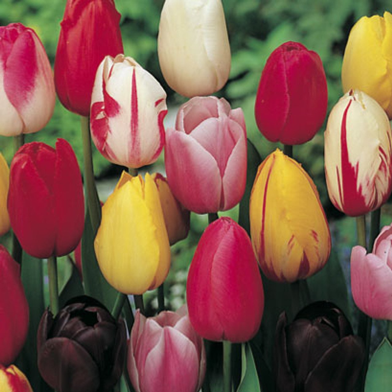 deluxe tulip mixture