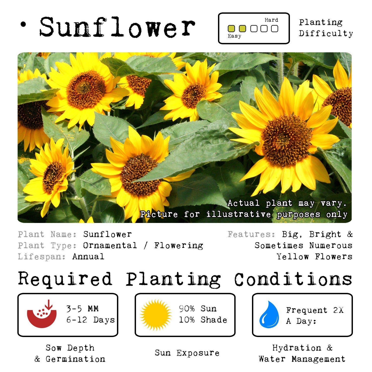sunflower grow kit