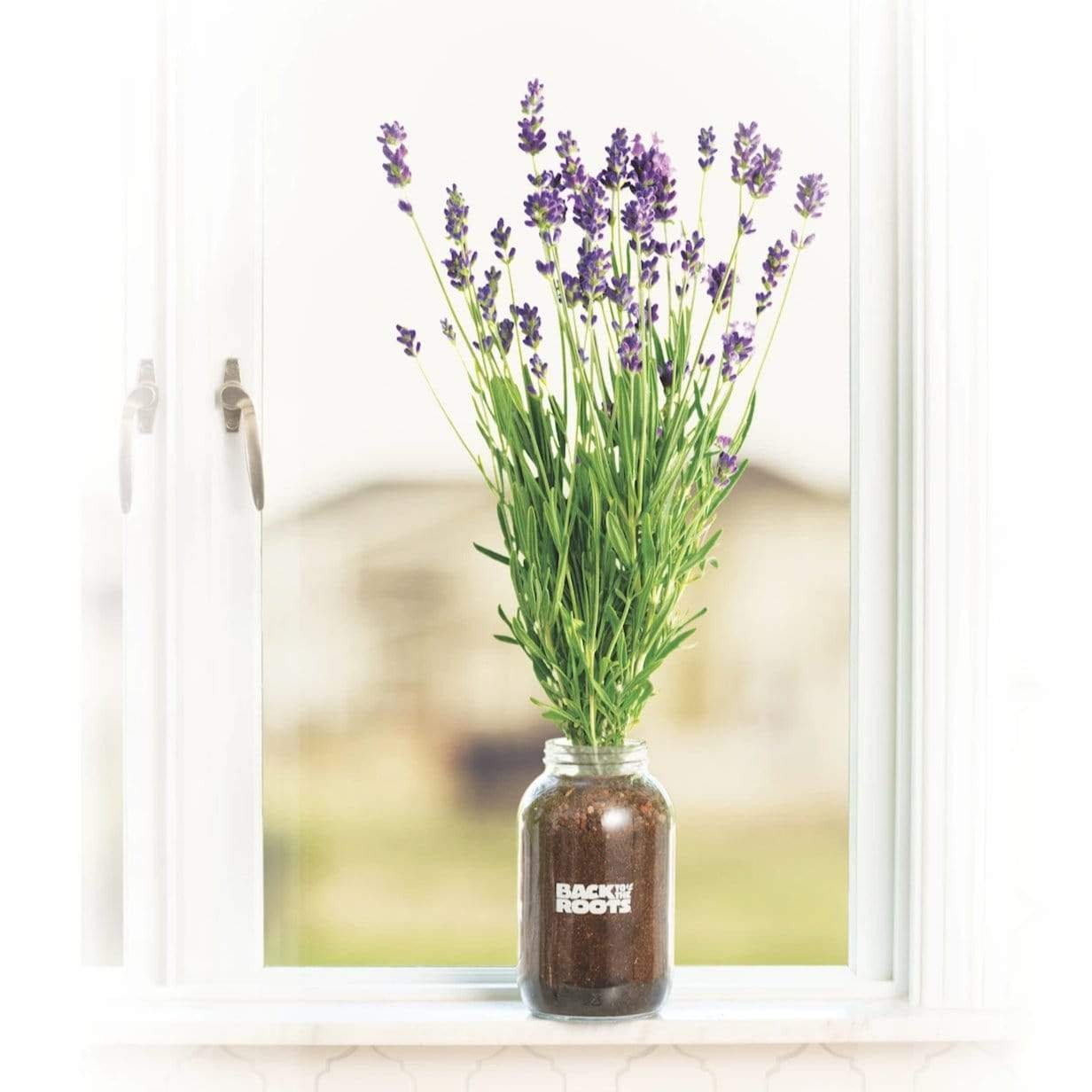 organic lavender windowsill planter