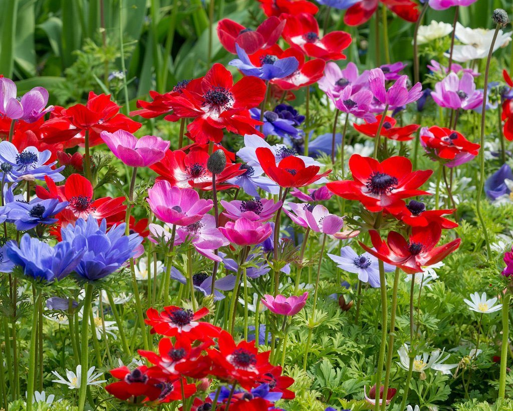 anemones! all about anemone bulbs - farmer gracy's blog