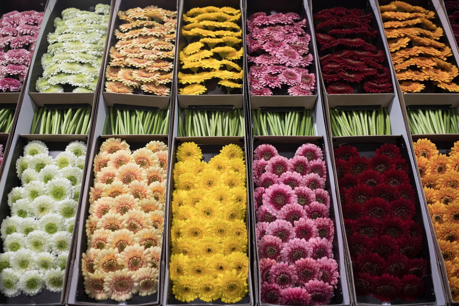 in pictures: new covent garden flower market opens for first day of
